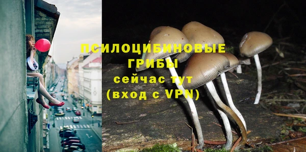 прущие грибы Осташков
